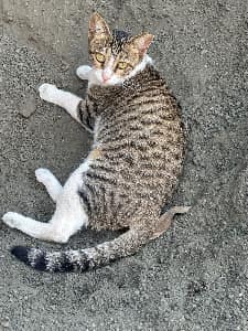 Street cat in Borivali, Mumbai