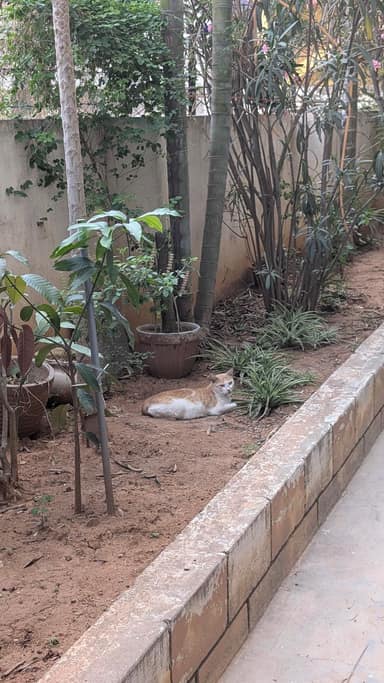 Bangalore Cat 1 in Indiranagar, Bangalore