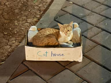 Bangalore Cat 17 in Whitefield, Bangalore