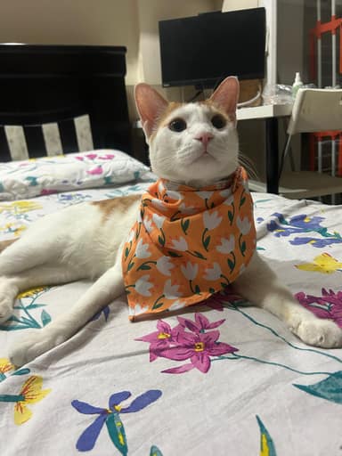 Bangalore Cat 13 in Indiranagar, Bangalore