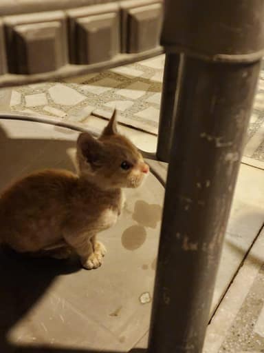 Bangalore Cat 16 in Malleswaram, Bangalore