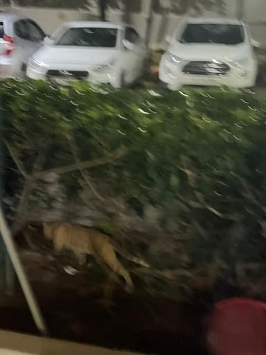 Bangalore Cat 3 in Jayanagar, Bangalore