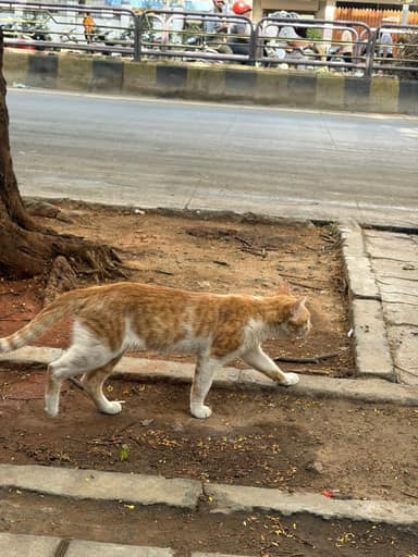 Bangalore Cat 14 in Koramangala, Bangalore