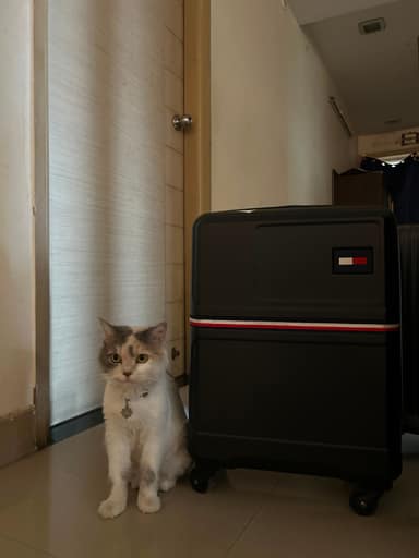 Bangalore Cat 9 in Rajajinagar, Bangalore