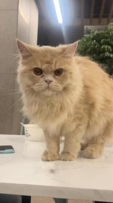 Bangalore Cat 2 in Koramangala, Bangalore