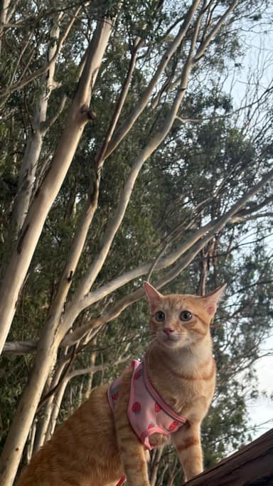 Bangalore Cat 4 in Malleswaram, Bangalore