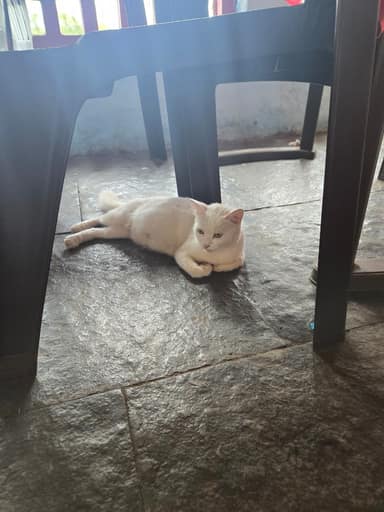 Bangalore Cat 7 in Basavanagudi, Bangalore