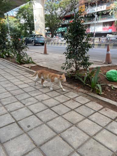 Bangalore Cat 15 in Jayanagar, Bangalore