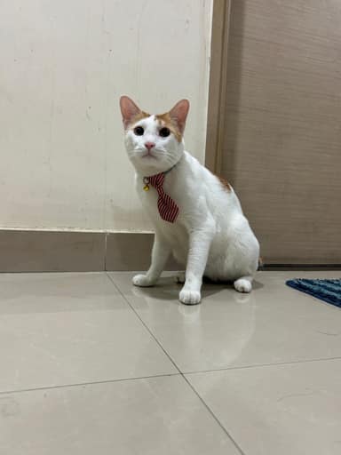 Bangalore Cat 10 in JP Nagar, Bangalore