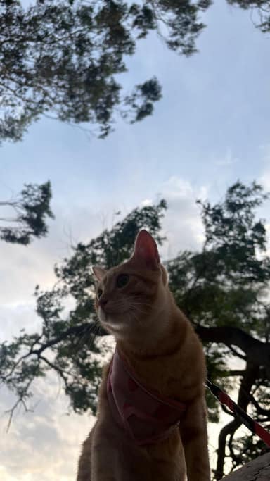 Bangalore Cat 5 in Whitefield, Bangalore