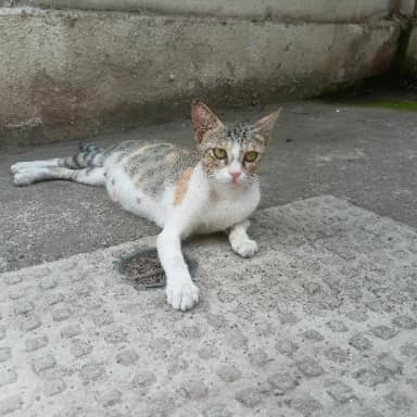 Street cat in Mira-Bhayandar