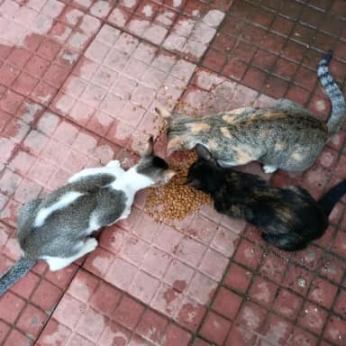 Street cat in Mira-Bhayandar