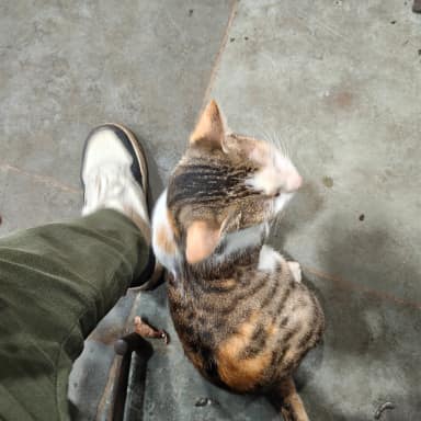 Community cat in Lower Parel