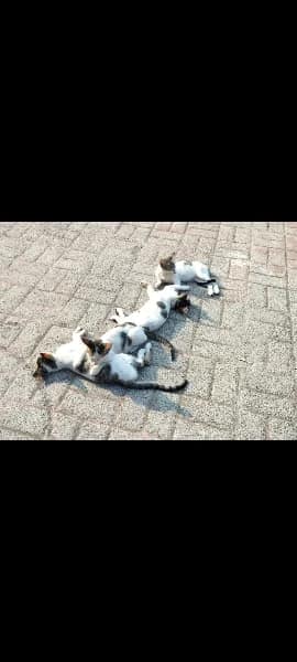 Street cat in Dadar