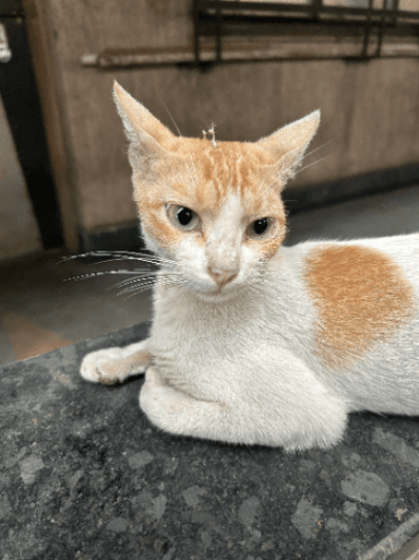 Street cat in Mulund East