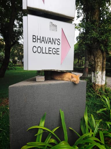 Community cat in Andheri West