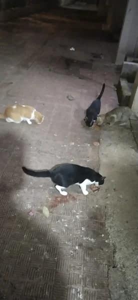 Street cat in Malad