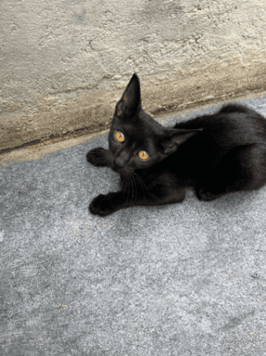 Street cat in Vile Parle East, Mumbai