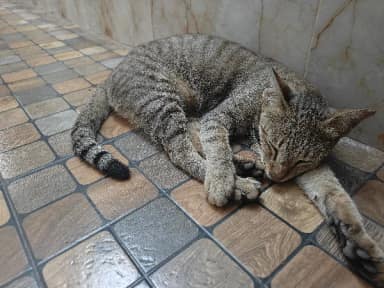 Street cat in Chembur