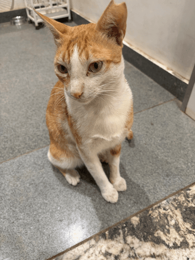 Cat @ Iteeha Coffee in Lower Parel