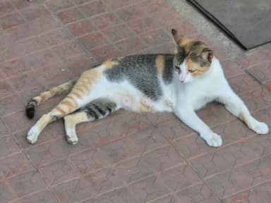 Street cat in Lokhandwala Township, kandiwali East