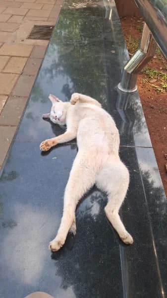 Street cat in Powai