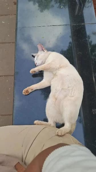 Street cat in Powai