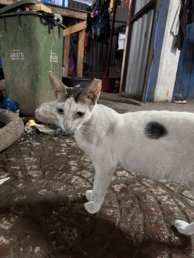 Community cat in Andheri West