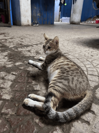 Community cat in Andheri West