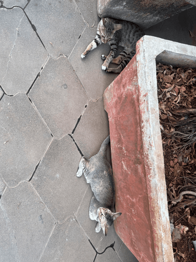 Community cat in Andheri West
