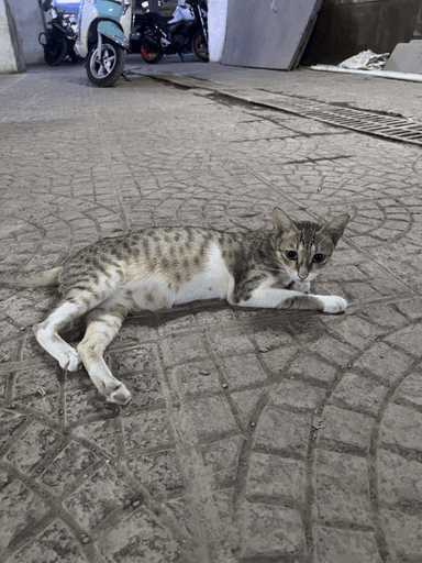 Community cat in Andheri West