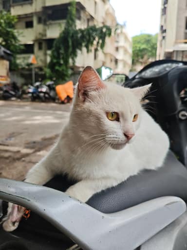 Community cat in Matunga