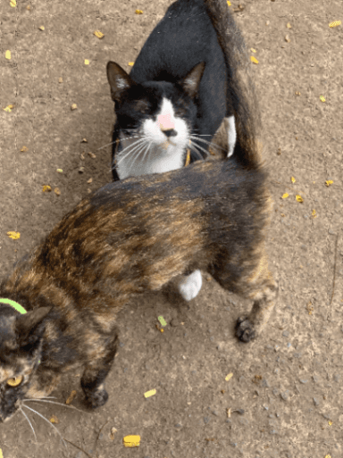 Street cat in Borivali West, Mumbai