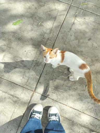 Orange cream in Mira Road