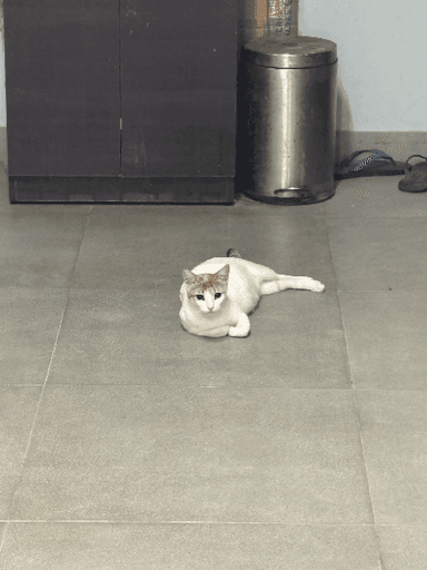 Street cat in Malad West