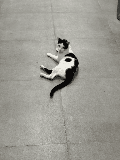 Street cat in Malad West