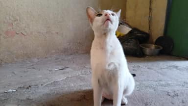 Street cat in Malad West, Mumbai