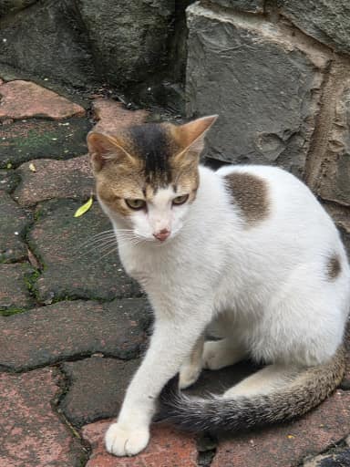Community cat in Powai