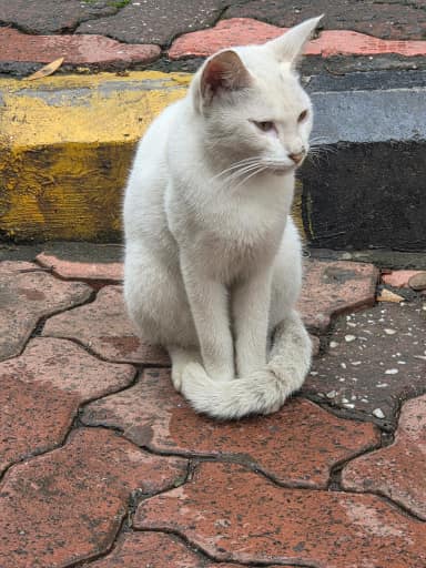 Community cat in Powai