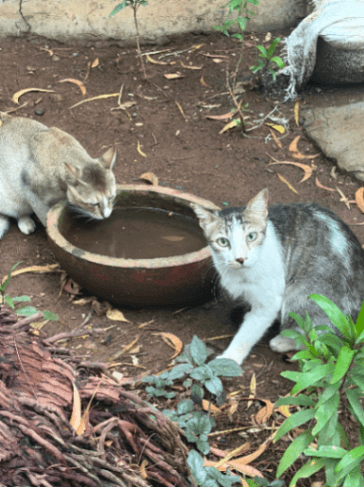 Street cat in Juhu