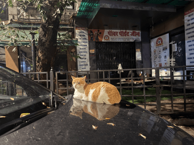 Community cat in Santacruz