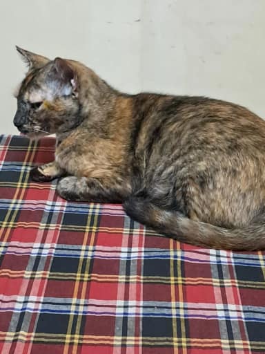 Catty in Kurla