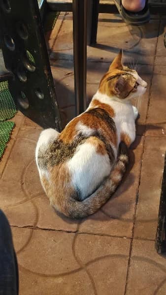 Street cat in Tilak Nagar, Kurla East