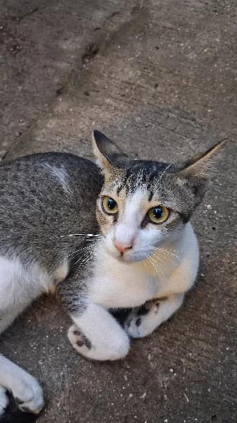 Street cat in Chembur