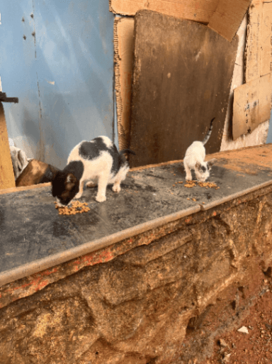 Street cat in Worli, Mumbai