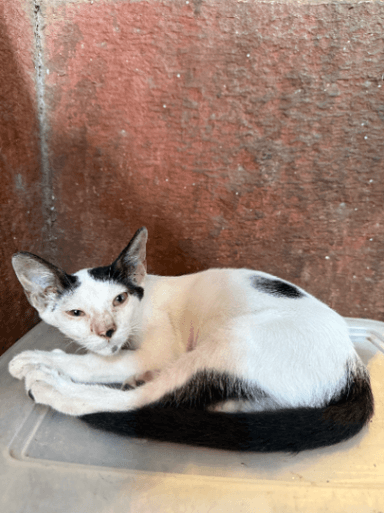 Street cat in Fort
