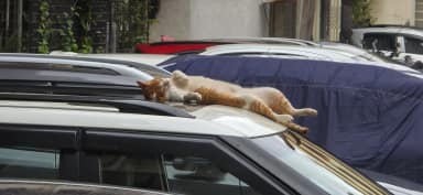 Lazy Cat in Mahim