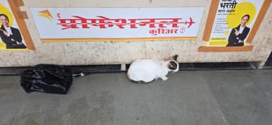 Professional Courier Cat in Mahim