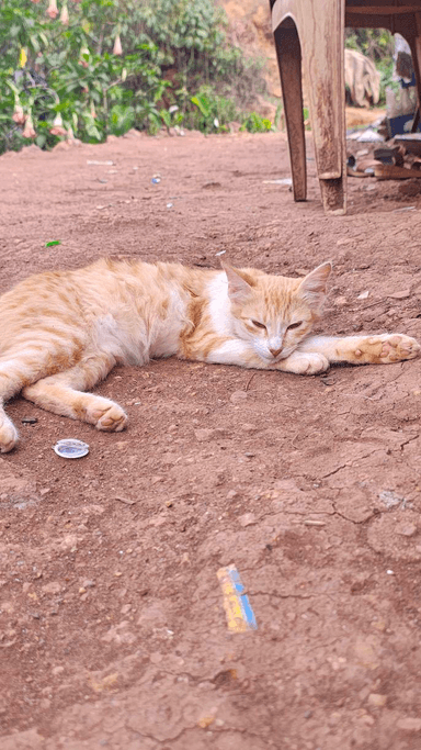 Community cat in Kurla