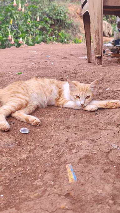 Community cat in Kurla